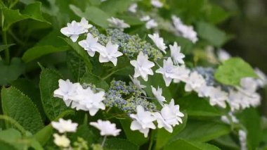 Ortanca çiçeği, Japonya Tokyo 2025