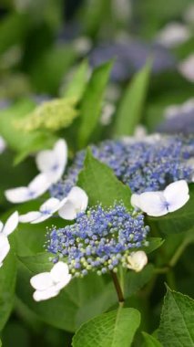 Ortanca çiçeği, Japonya Tokyo 2025