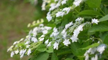 Ortanca çiçeği, Japonya Tokyo 2025