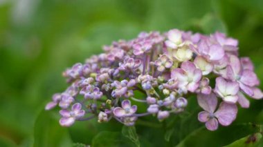 Ortanca çiçeği, Japonya Tokyo 2025