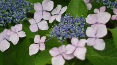 Ortanca çiçeği, Japonya Tokyo 2025