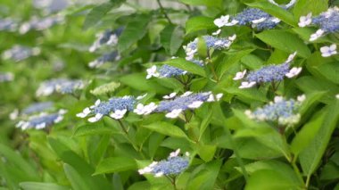 Ortanca çiçeği, Japonya Tokyo 2025