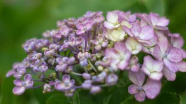 Ortanca çiçeği, Japonya Tokyo 2025