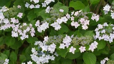 Ortanca çiçeği, Japonya Tokyo 2025