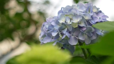 Ortanca çiçeği, Japonya Tokyo 2025