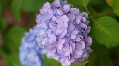 Ortanca çiçeği, Japonya Tokyo 2025