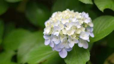 Ortanca çiçeği, Japonya Tokyo 2025