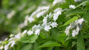 Ortanca çiçeği, Japonya Tokyo 2025