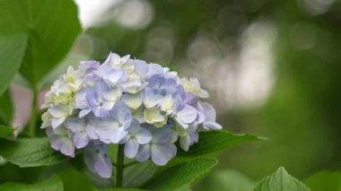 Ortanca çiçeği, Japonya Tokyo 2025