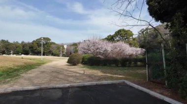 Tokyo Erik çiçeği Şubat 2024