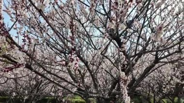 Tokyo Erik çiçeği Şubat 2024