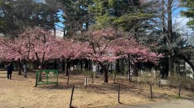 Tokyo Rinshi no Mori Park 2024