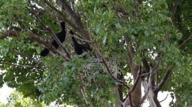 Vahşi Kuş, Japonya Tokyo Ocak 2025