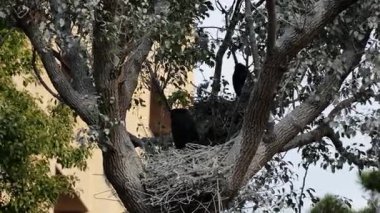 Vahşi Kuş, Japonya Tokyo Ocak 2025