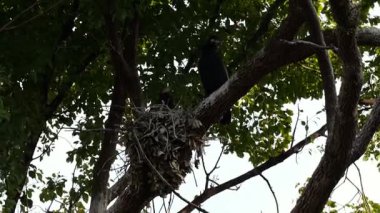 Vahşi Kuş, Japonya Tokyo Ocak 2025