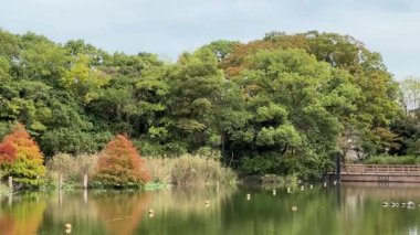 Ukima Parkı, Japonya Tokyo 2024