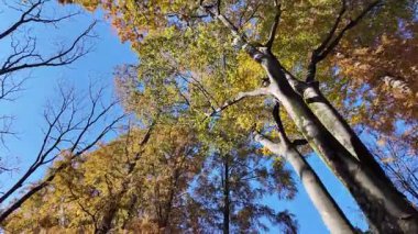 Tokyo sonbahar 2024 Manzarası 'ndan ayrılıyor