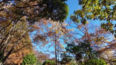 Tokyo sonbahar 2024 Manzarası 'ndan ayrılıyor