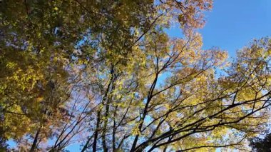 Tokyo sonbahar 2024 Manzarası 'ndan ayrılıyor