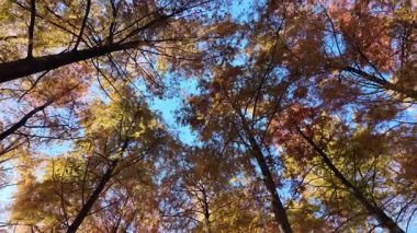 Tokyo sonbahar 2024 Manzarası 'ndan ayrılıyor