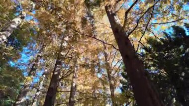 Tokyo sonbahar 2024 Manzarası 'ndan ayrılıyor