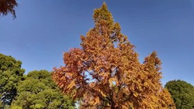 Tokyo sonbahar 2024 Manzarası 'ndan ayrılıyor