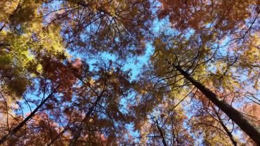 Tokyo sonbahar 2024 Manzarası 'ndan ayrılıyor