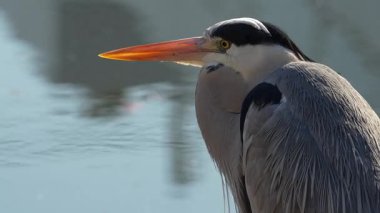 Uçan kuş Tokyo 2024