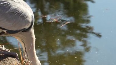 Uçan kuş Tokyo 2024