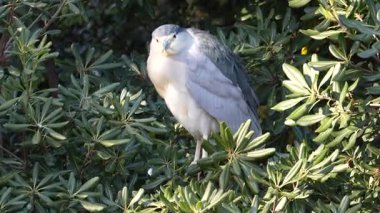 Uçan kuş Tokyo 2024