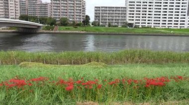 Sumida Nehri Senju Bölgesi, Japonya Tokyo 2023