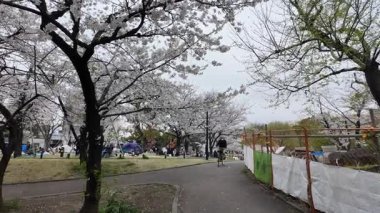 Sumida Park Kiraz Çiçeği, Japonya Tokyo 2024