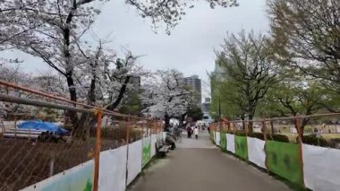 Sumida Park Kiraz Çiçeği, Japonya Tokyo 2024