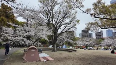 Sumida Park Kiraz Çiçeği, Japonya Tokyo 2024