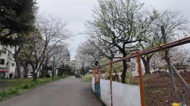 Sumida Park Kiraz Çiçeği, Japonya Tokyo 2024
