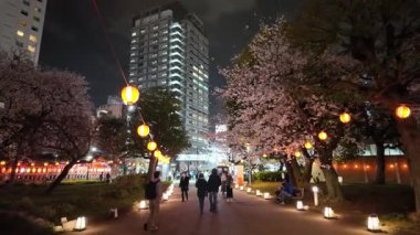 Kinshi Park Gecesi Kiraz Çiçekleri, Japonya Tokyo 2024