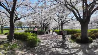 Arakawa Nehri Kiraz Çiçekleri 2024 Komatsugawa