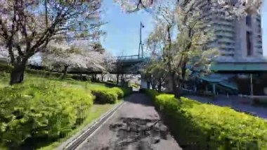 Arakawa Nehri Kiraz Çiçekleri 2024 Komatsugawa