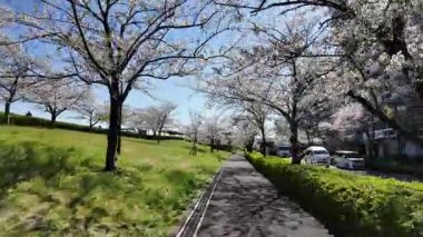 Arakawa Nehri Kiraz Çiçekleri 2024 Komatsugawa