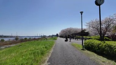 Arakawa Nehri Kiraz Çiçekleri 2024 Komatsugawa