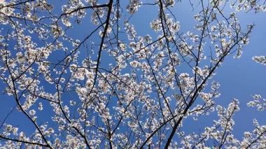 Arakawa Nehri Kiraz Çiçekleri 2024 Komatsugawa