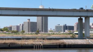 Arakawa Nehri Kiraz Çiçekleri 2024 Komatsugawa