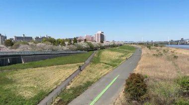 Arakawa Nehri Kiraz Çiçekleri 2024 Komatsugawa