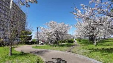 Arakawa Nehri Kiraz Çiçekleri 2024 Komatsugawa