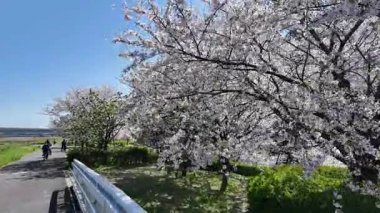 Arakawa Nehri Kiraz Çiçekleri 2024 Komatsugawa