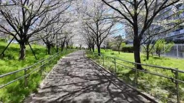 Arakawa Nehri Kiraz Çiçekleri 2024 Komatsugawa