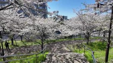 Arakawa Nehri Kiraz Çiçekleri 2024 Komatsugawa