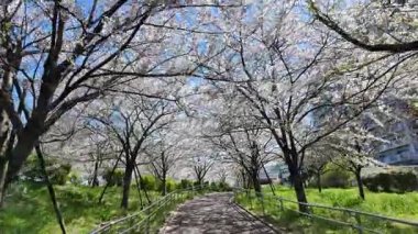 Arakawa Nehri Kiraz Çiçekleri 2024 Komatsugawa