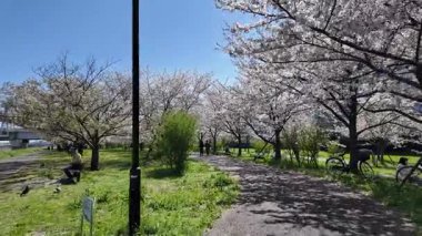 Arakawa Nehri Kiraz Çiçekleri 2024 Komatsugawa