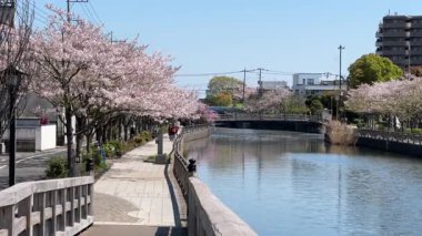 Shinkawa Senbonzakura, Tokyo 2024 Kiraz Çiçekleri